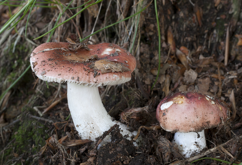 Russula puellula